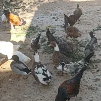 اردک محلی و پروازی