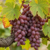 فرصت محدود فروش نهال گلابی درجه‌یک|خدمات باغبانی و درختکاری|رشت, پارک شهر|دیوار