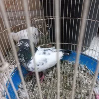 کبوتر پروازی