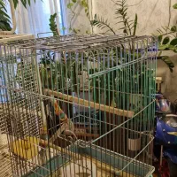 قفس طوطی|لوازم جانبی حیوانات|تهران, میرداماد|دیوار