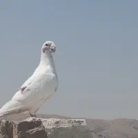 یک جفت هومر و خوشرنگ عتیقه