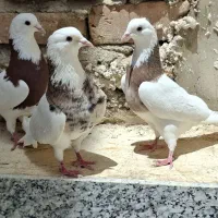 کفتر