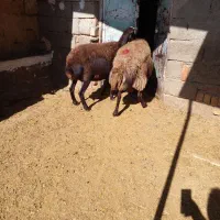 دو عدد میش ابستن