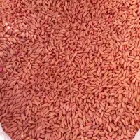 گندم دیم درجه یک|عمدهفروشی|الیگودرز, |دیوار