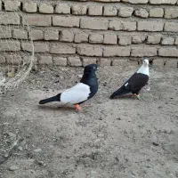 سینه سیاه ۴۰ سانتی