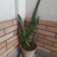 گل طبیعی|گل و گیاه طبیعی|نیشابور, شهرک فیروزه|دیوار