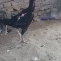 مرغ لاری همه باهم ۱۸۰۰|حیوانات مزرعه|گنبد کاووس, |دیوار