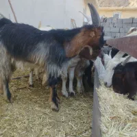 پازن ترکی مور سوز چپش بز کهره شاخ چنگی|حیوانات مزرعه|ارسنجان, |دیوار