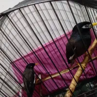 مینا فروشی|پرنده|شهریار, شهرک وائین|دیوار