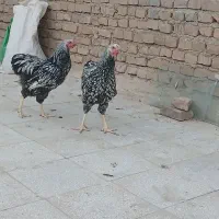 خروس ویاندوت سیلور