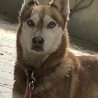 هاسکی چشم آبی