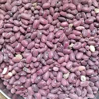 لوبیا قرمز ریز