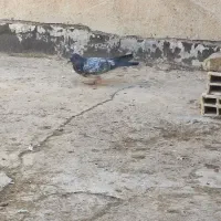 کفترفروشی|پرنده|یزد, |دیوار