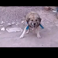 سگ نگهبان جلب ضمانتی گیرندگی|سگ|فاضل آباد, |دیوار