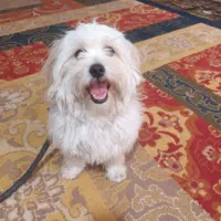 یک سگ گمشده|حیوانات|بهبهان, |دیوار