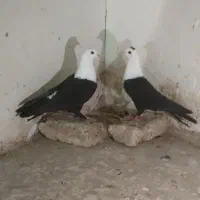 کبوتر کربلایی