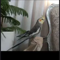 عروس هلندی نر