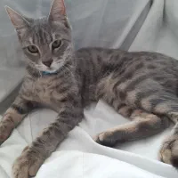 واگذاری گربه