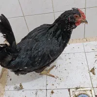 1عدد مرغ کوشین