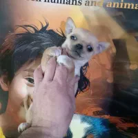 فرنچ بولداگ، پامر، شی هوا هوا، پیکینیز|سگ|اصفهان, فیض|دیوار