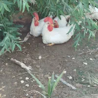 خروس فروشی...