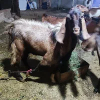 پازن هل عدانی .1ساله|حیوانات مزرعه|بندر گناوه, |دیوار