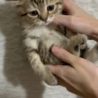 بریتیش تبی گلد|گربه|تهران, دانشگاه شریف|دیوار