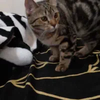 بریتیش اسکاتیش ۵ماه ب شرط دامپزشکی