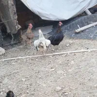 مرغ