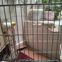 عروس هلندی|پرنده|دهگلان, |دیوار