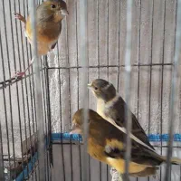 قناری ابلغ سرخ|پرنده|مرودشت, علی‌آباد‎|دیوار