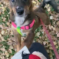 واگذاری فوری سگ پاکوتاه