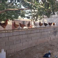 مرغ خروس و بوقلمون محلی و سیکا خارجی