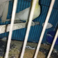 عروس هلندی ماده لوتینو با تخم|پرنده|زاهدان, |دیوار