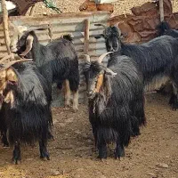 بز داشتی ابست|حیوانات مزرعه|مهران (ایلام), |دیوار