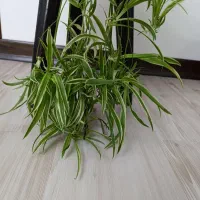 گیاهان آپارتمانی با گلدان های زیبا قیمت مناسب|گل و گیاه طبیعی|کرج, گلشهر|دیوار