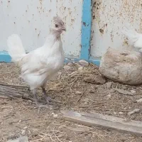 مرغ و خروس ریشی سفید چهل تاج