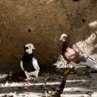 لیلک بردار و یال گل دار