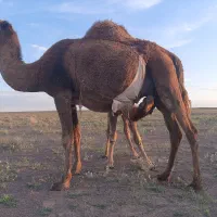 شتر زاییده شیری