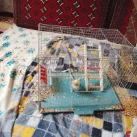 عروس هلندی|پرنده|کوهبنان, |دیوار