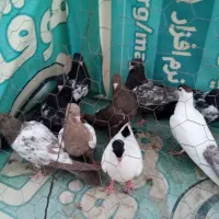 کفتر کبوتر ساده سینه 9 تا جوجه