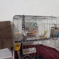 یک جفت عروس هلندی نر وات فیس|پرنده|الیگودرز, |دیوار