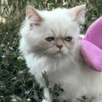 فروش گربه پرشین
