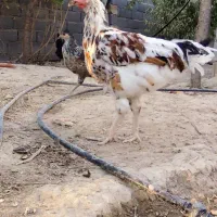 مرغ و خروس فروشی|حیوانات مزرعه|مرودشت, ده بید|دیوار