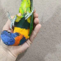 لوری کت فول دستی