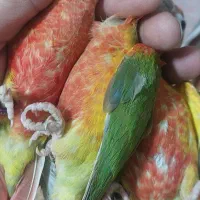 راهب گیرین  خورشیدی  ردچیک