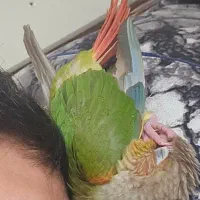 گرینچیک|پرنده|ری, علایین|دیوار