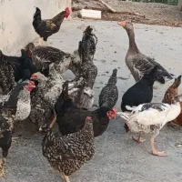 مرغ خروس وغازمحلی سالم|حیوانات مزرعه|دزفول, |دیوار