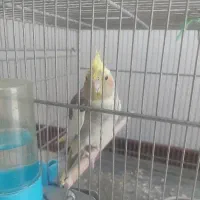 عروس هلندی