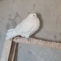 کبوتر|پرنده|بابا حیدر, |دیوار